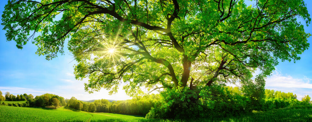 arbre de vie de M. Brunie